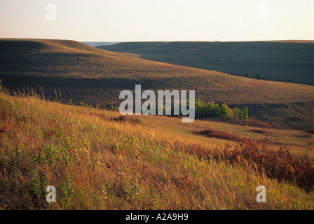 Konza Prairie in der Nähe von Manhattan, Kansas, bewahrt Teil der Tallgrass Prairie, die verwendet, um einen großen Teil der Great Plains ausmachen. Stockfoto