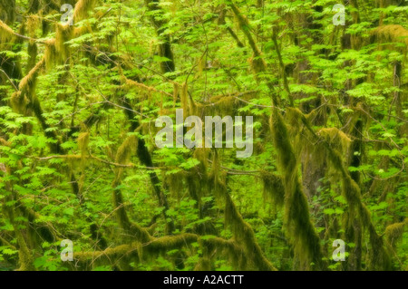 Olympic Nationalpark, Washington, gemäßigten Regenwald, Hoh River Valley Wein-Ahorn (Acer Circinatum) Soft-Fokus Stockfoto