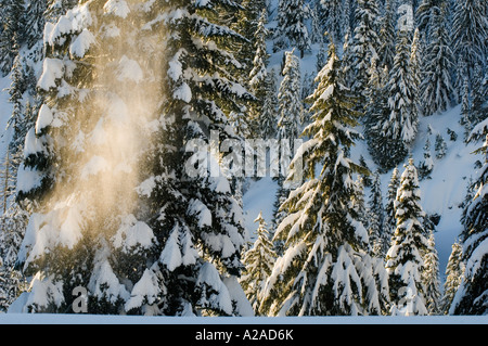 Winter-Szene, Tiefschnee und Bäumen, Cascade Mountains Sate Washington USA Stockfoto