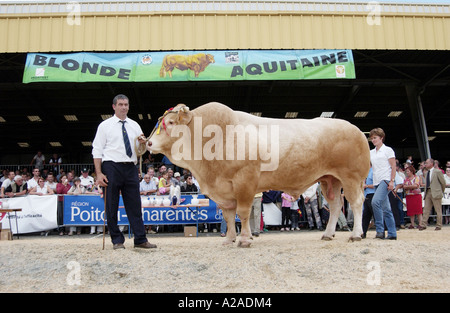 Vieh Fayre in Parthenay, Frankreich Stockfoto