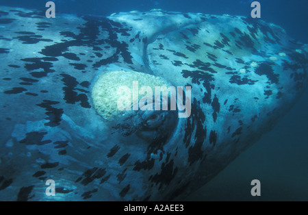 SÜDLICHEN GLATTWAL Eubalaena Australis Patagonien Argentinien Atlantik. Foto Copyright Brandon Cole Stockfoto