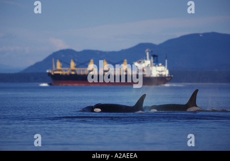 ORCA Wale SCHWERTWAL Orcinus Orca nahen Öl TANKER WASHINGTON USA Pazifischer Ozean. Foto Copyright Brandon Cole Stockfoto