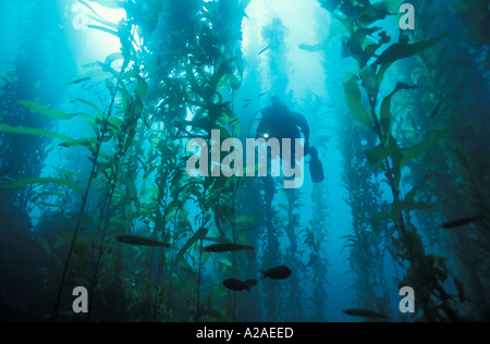 SCUBA DIVER IN GIANT KELP FOREST Macrocystis Pyrifera Kalifornien USA PACIFIC OCEAN Modell veröffentlicht. Foto Copyright Brandon Cole Stockfoto