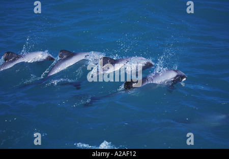 HECTORS Delphine Cephalorhynchus Hectori Südpazifik Insel NEW ZEALAND. Foto Copyright Brandon Cole Stockfoto