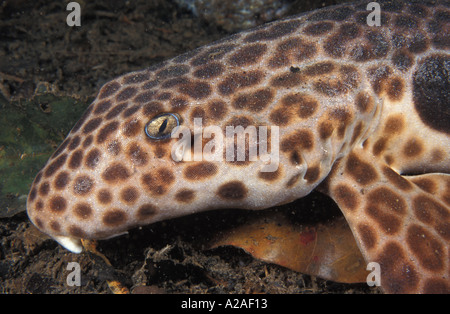 EPAULETTE Hai oder FREYCINETS EPAULETTE Hai. PAPUA NEU GUINEA PAZIFIK. Foto Copyright Brandon Cole Stockfoto