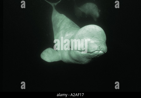 BELUGA Wal BELUKA Delphinapterus Leucas kanadischen arktischen Ozean Foto Copyright Brandon Cole Stockfoto