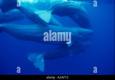 Pottwale Physeter Macrocephalus Azoren Atlantik. Foto Copyright Brandon Cole Stockfoto