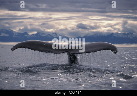 HUMPBACK WHALE TAIL Egel Impressionen Novaeangliae ALASKA USA Pazifik. Foto Copyright Brandon Cole Stockfoto