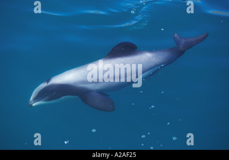 HECTORS DOLPHIN Cephalorhynchus Hectori Südpazifik Insel NEW ZEALAND. Foto Copyright Brandon Cole Stockfoto