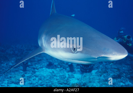 SILVERTIP SHARK Carcharhinus häufig BURMA MYANMAR indischen Ozean. Foto Copyright Brandon Cole Stockfoto