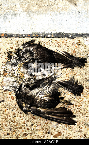 Toter Vogel auf Straße Stockfoto