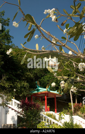 Thailand Ko Phangan Pha Ngan Norden Chaloklum chinesische Tempel und Frangipani-Bäume Stockfoto