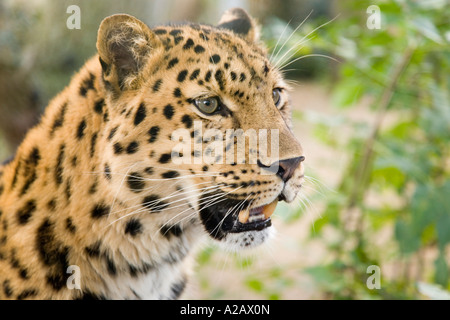 Eine männliche Amur Leoparden im zoo Stockfoto