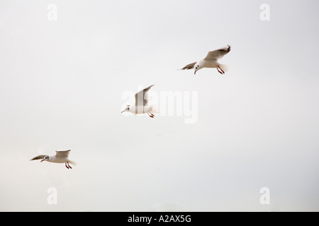 Eine Herde von gemeinsamen Möwen Stockfoto