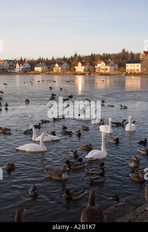 Tjörnin See, Reykjavik Island Stockfoto