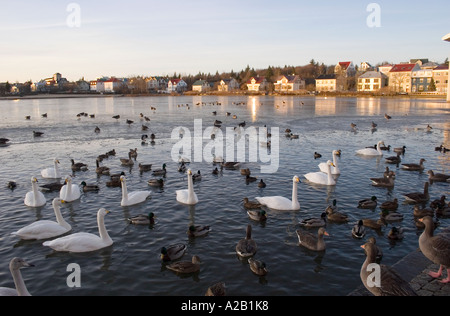 Tjörnin See, Reykjavik Island Stockfoto