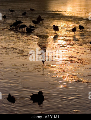 Vögel auf zugefrorenen See, Tjörnin-Sees, Reykjavik Island Stockfoto