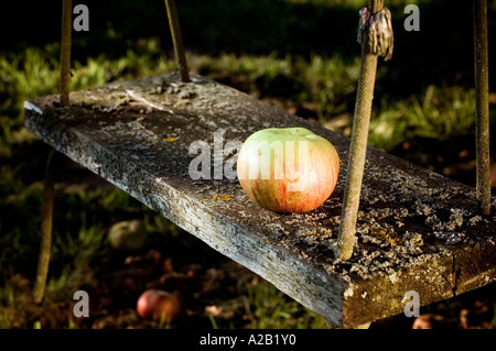 Ein Apfel auf einer Schaukel in einem Garten in England Stockfoto