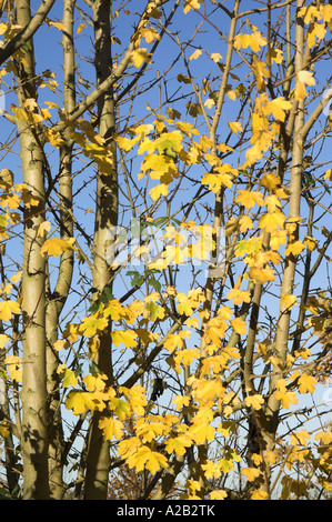 Feldahorn Acer Campestre Blätter im Herbst Norfolk UK Stockfoto