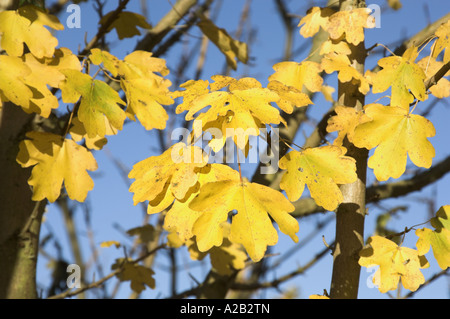 Feldahorn Acer Campestre Blätter im Herbst Norfolk UK Stockfoto