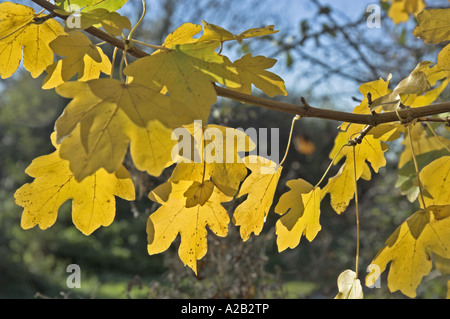 Feldahorn Acer Campestre Blätter im Herbst Norfolk UK Stockfoto