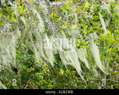 Kokon-Web wie Flechten auf einem Baumstamm Rinde Ostafrika Kenia Stockfoto