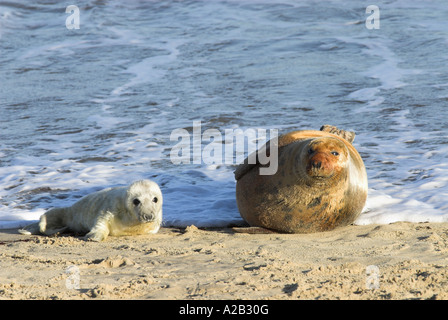 Grey Seal Halichoerus Grypus Weibchen und Welpen am Strand Norfolk November UK Stockfoto