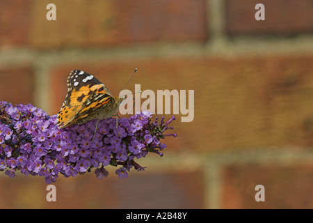 Distelfalter (Vanessa Cardui) Nectaring auf Sommerflieder Blume, Norfolk, England, UK Stockfoto