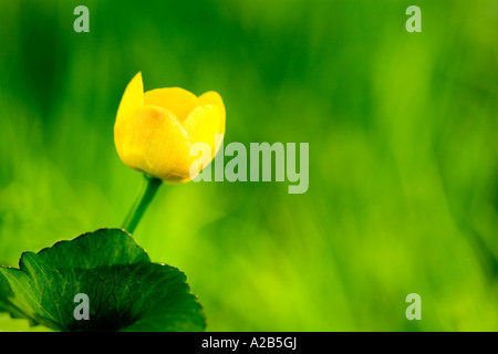 Einzelne März Ringelblume Bud Caltha palustris Stockfoto