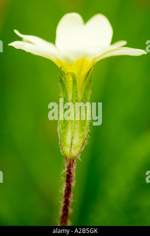 Primel Primula Vulgaris britische Europäische gelbe Creme Frühling Wildblumen Stockfoto