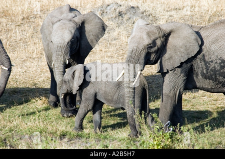 Elefant und Familie, einschließlich Baby, Serengeti Nationalpark, Lobo, Tansania, Ostafrika, Getränke in der späten Nachmittagssonne. Stockfoto