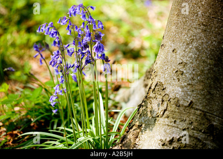 Glockenblumen, Hyacinthoides non-Scripta, im Frühjahr auf West-Wald in der Nähe von Marlborough, Wiltshire, England, UK Stockfoto