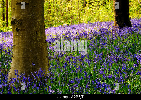 Glockenblumen, Hyacinthoides non-Scripta, im Frühjahr auf West-Wald in der Nähe von Marlborough, Wiltshire, England, UK Stockfoto