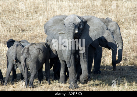 Elefant und Familie, einschließlich Baby, Serengeti Nationalpark, Lobo, Tansania, Ostafrika, Getränke in der späten Nachmittagssonne. Stockfoto