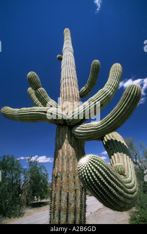 USA Arizona Cabeza Prieta National Wildlife Refuge Saguaro Kaktus Stockfoto