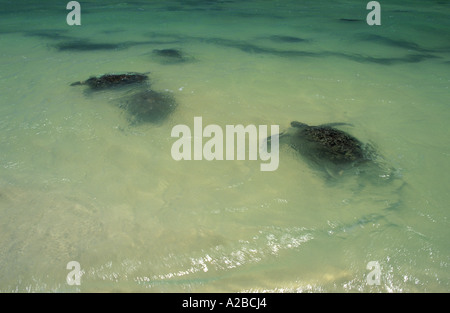 Grüne Meeresschildkröten schwimmen in flache Wasser am Strand am Cape Range National Park, Ningaloo Reef Marine Park Stockfoto