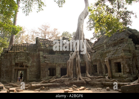 Kambodscha Siem Reap Angkor Thom Gruppe Ta Prohm Tempel Zentralheiligtum riesiger Baum wächst auf Wand Stockfoto