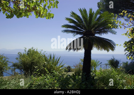Palme im Garten der Villa Cimbrone, Ravello, Italien Stockfoto