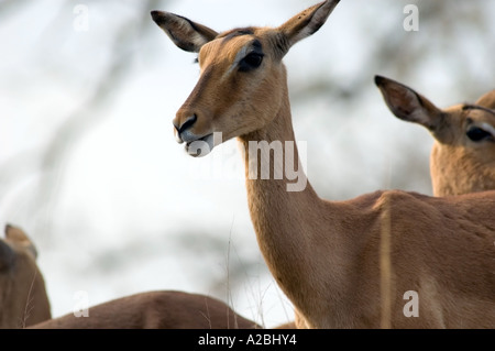 Impala, Aepyceros Melampus in Hluhluwe Umfolozi Game Park, ältesten Wildschutzgebiet in Afrika, KwaZulu Natal, Südafrika. Stockfoto