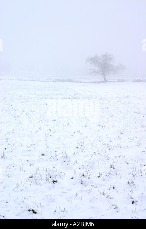 Ein einsamer Baum steht in einer Welt der weißen Stockfoto