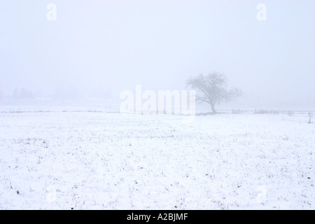 Ein einsamer Baum steht in einer Welt der weißen Stockfoto