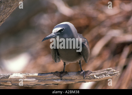 braune Noddy auf einem Ast auf Tetiaroa Französisch-Polynesien Stockfoto