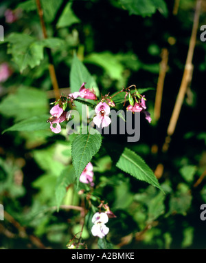 Biene auf Himalaya oder indisches Springkraut Impatiens Glandulifera Royle Stockfoto