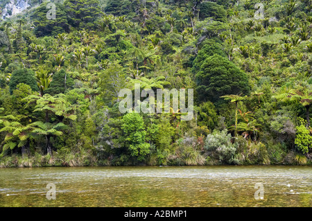 Fox River Paparoa Nationalpark Westküste Südinsel Neuseeland Stockfoto