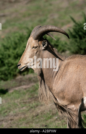 Mähnenspringer Ammotragus Lervia kontrollierte Stockfoto