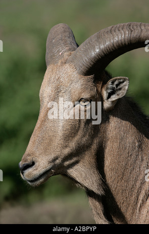 Mähnenspringer Ammotragus Lervia kontrollierte Stockfoto