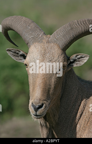 Mähnenspringer Ammotragus Lervia kontrollierte Stockfoto