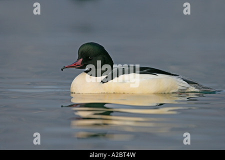 GÄNSESÄGER Mergus Prototyp männlichen Schweiz Stockfoto