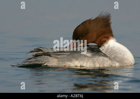 GÄNSESÄGER Mergus Prototyp weibliche Schweiz Stockfoto