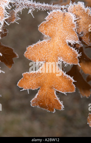 Frostigen Eichenblatt Twizel Mackenzie Country Südinsel Neuseeland Stockfoto